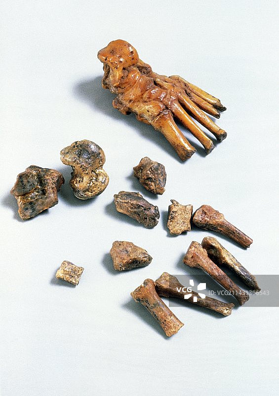 能人足部化石（OH 8）图片素材