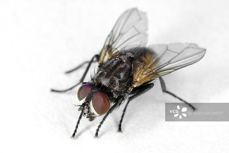 家蝇图片素材
