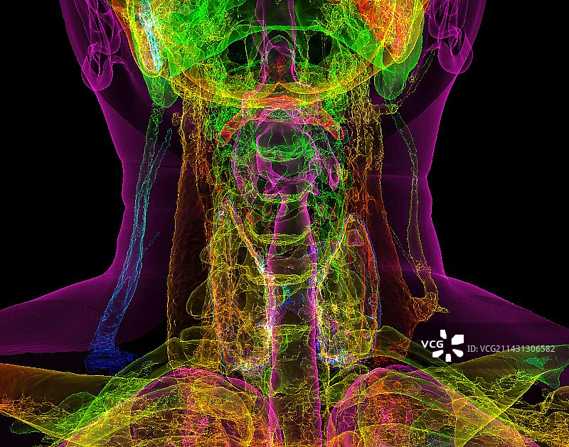 人体颈部解剖结构3D CT扫描图片素材