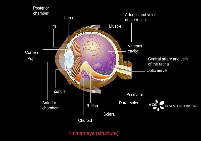 眼睛解剖结构艺术作品图片素材
