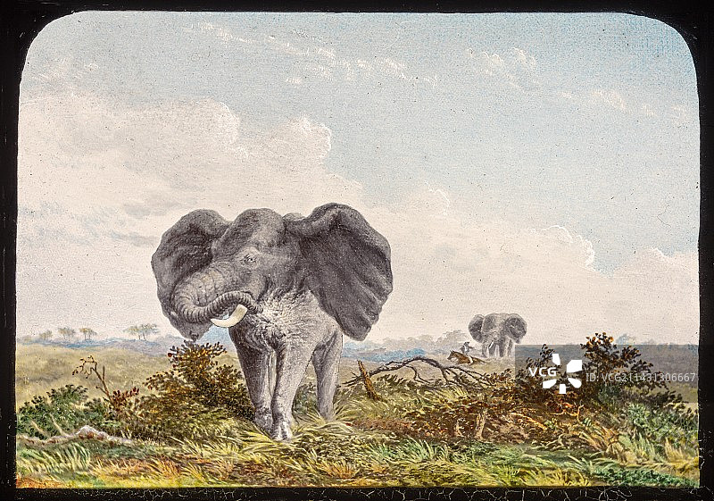 19世纪的非洲象图片素材