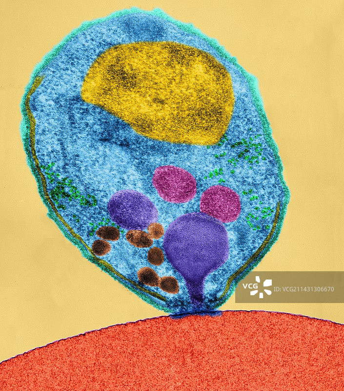 恶性疟原虫（电镜）图片素材