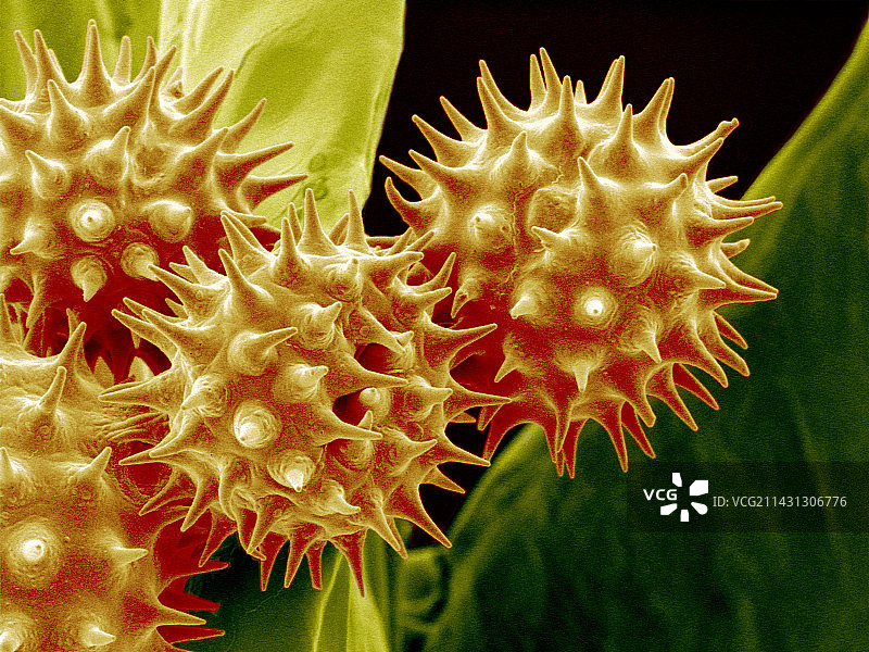 向日葵花粉扫描电镜图图片素材