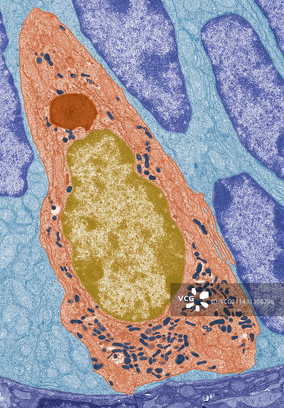 肠内分泌细胞TEM图片素材