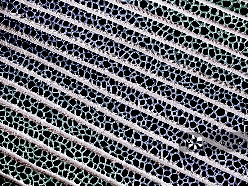 蝴蝶翅膀鳞片扫描电镜图图片素材