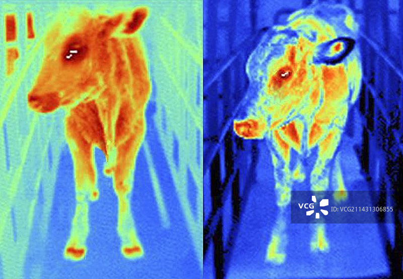 健康和患病奶牛的热成像图图片素材
