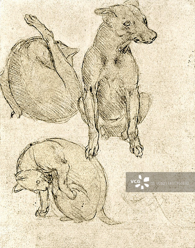 猫和狗的研究图片素材