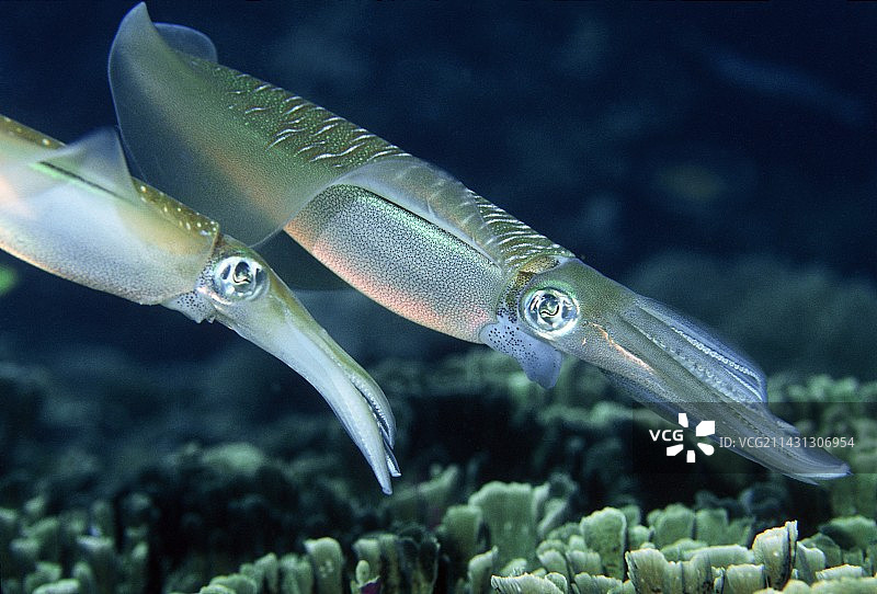 大鳍礁鱿鱼图片素材