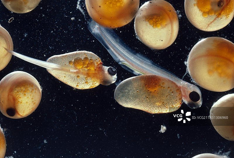 三文鱼卵和新孵化的鱼图片素材