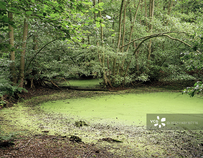 池塘中的藻华图片素材