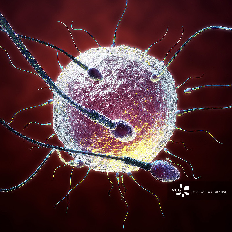 人类受精过程医学插图图片素材