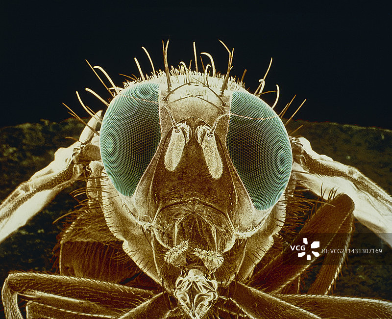 地中海果蝇的伪彩色扫描电镜图图片素材