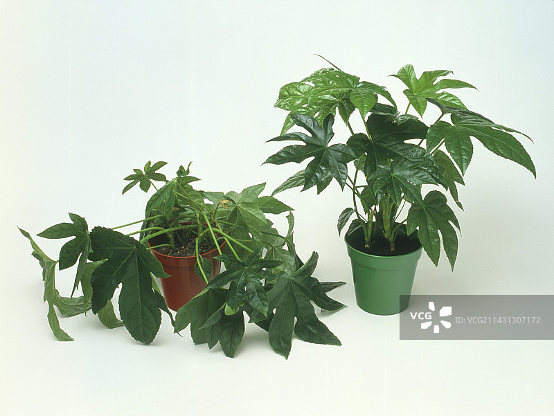 因缺水而枯萎的蓖麻图片素材