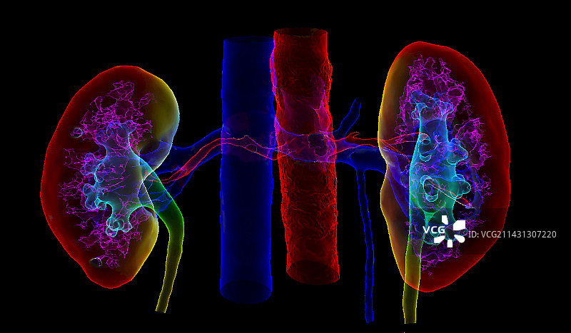 肾脏、动脉和静脉的3D核磁共振扫描图片素材