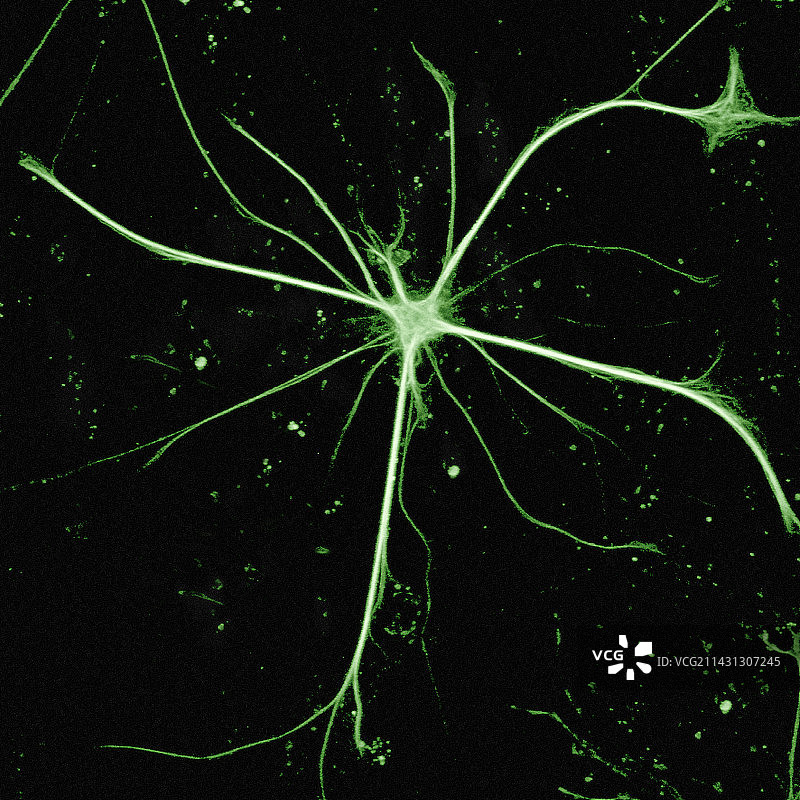 星形胶质细胞图片素材