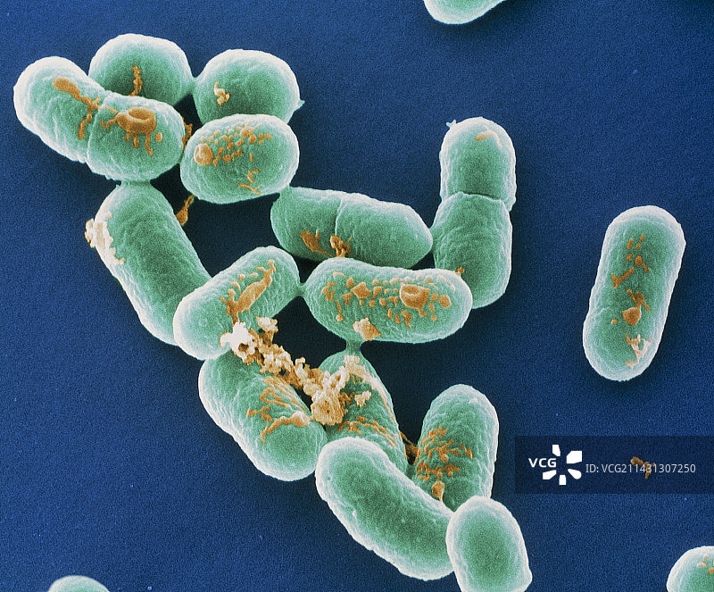 李斯特菌，扫描电镜图图片素材