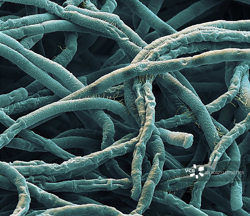 炭疽杆菌，扫描电镜图片素材