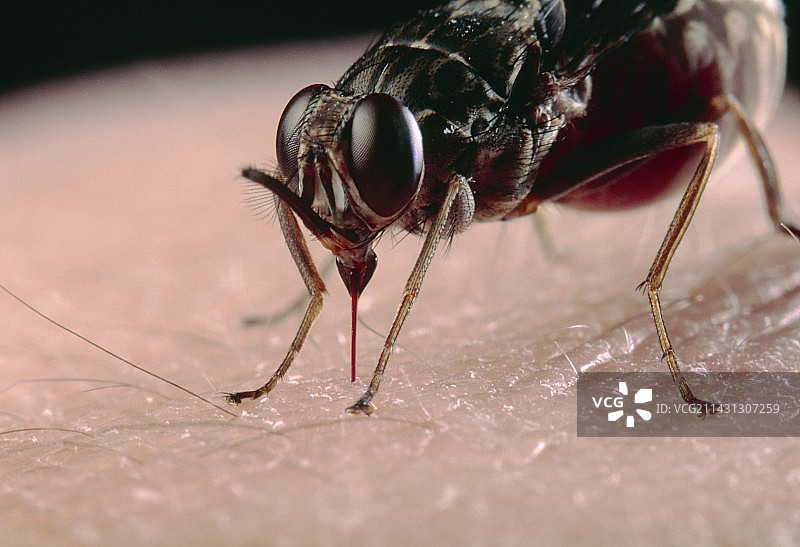 采采蝇图片素材