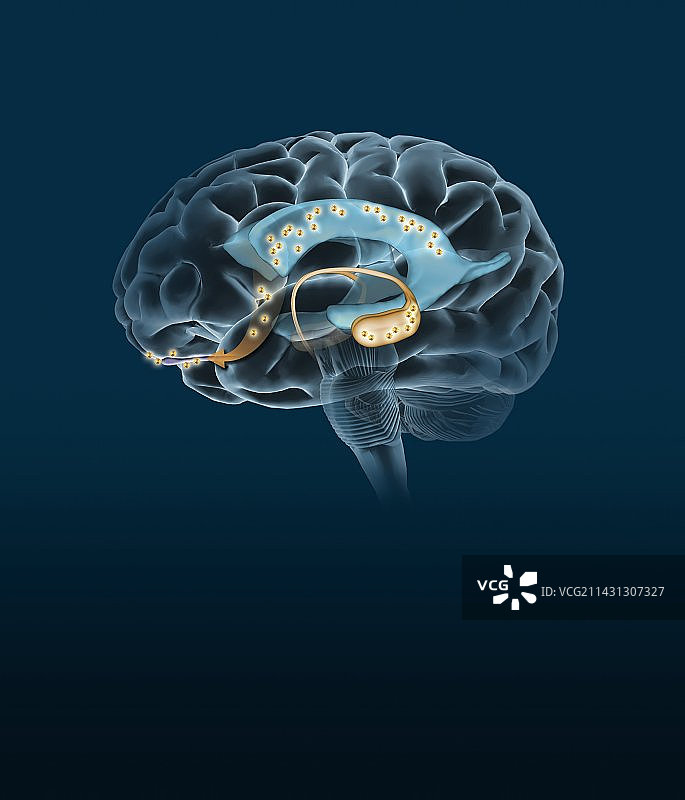 神经发生艺术作品图片素材