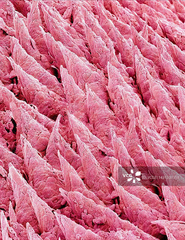 舌头表面，扫描电子显微镜图片素材