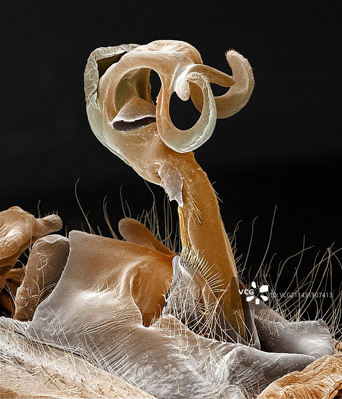 豆娘阴茎彩色扫描电镜图图片素材