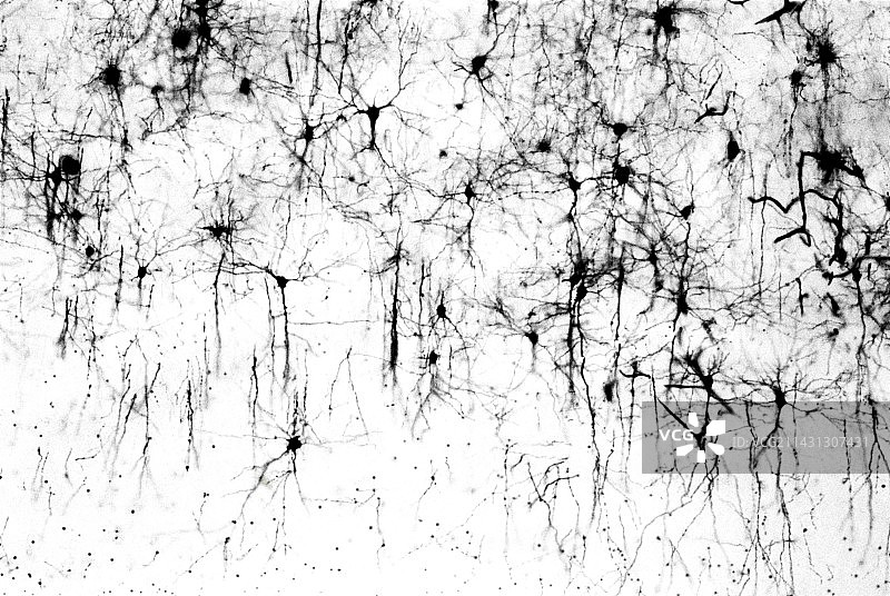 大脑皮层神经细胞图片素材