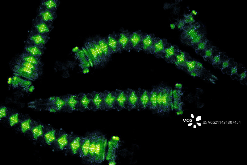 转基因蚊子幼虫图片素材
