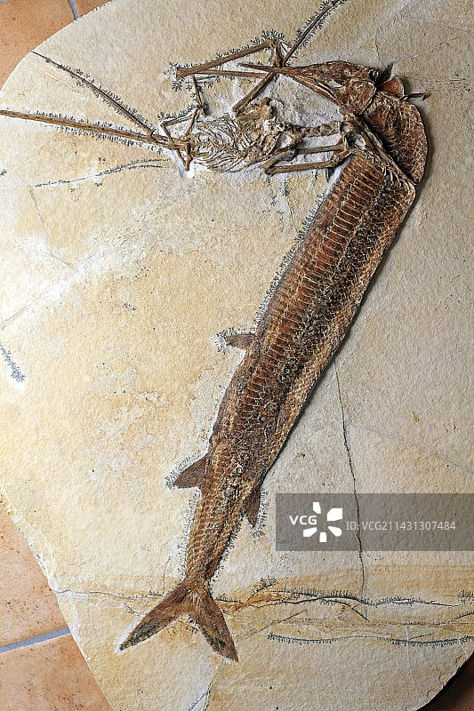 史前化石图片素材