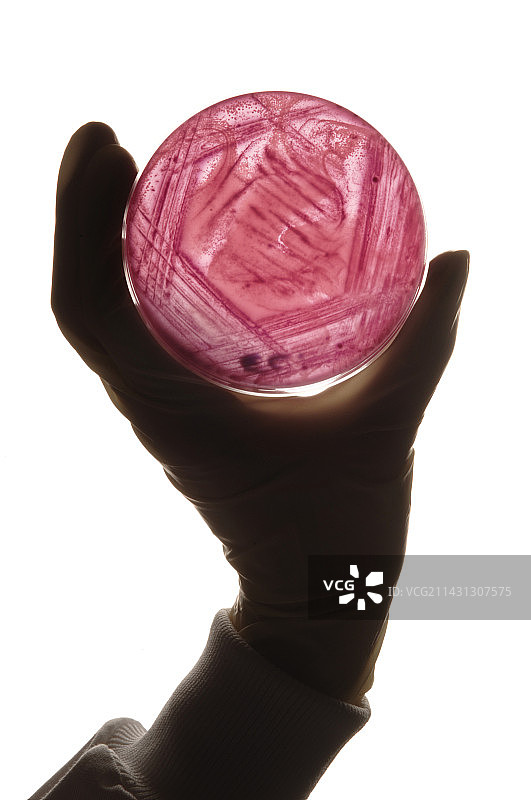 大肠杆菌培养图片素材