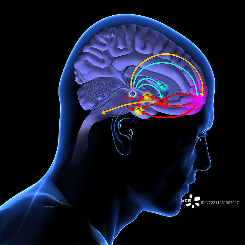 大脑奖励通路插图图片素材