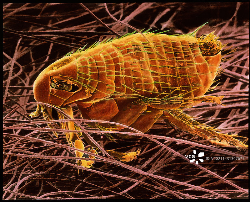 老鼠跳蚤图片素材