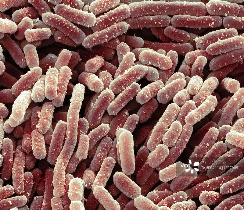 乳酸杆菌（扫描电子显微镜）图片素材