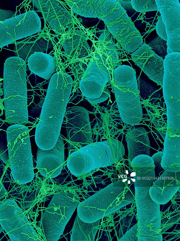 苏云金芽孢杆菌，土壤细菌，扫描电子显微镜图片素材