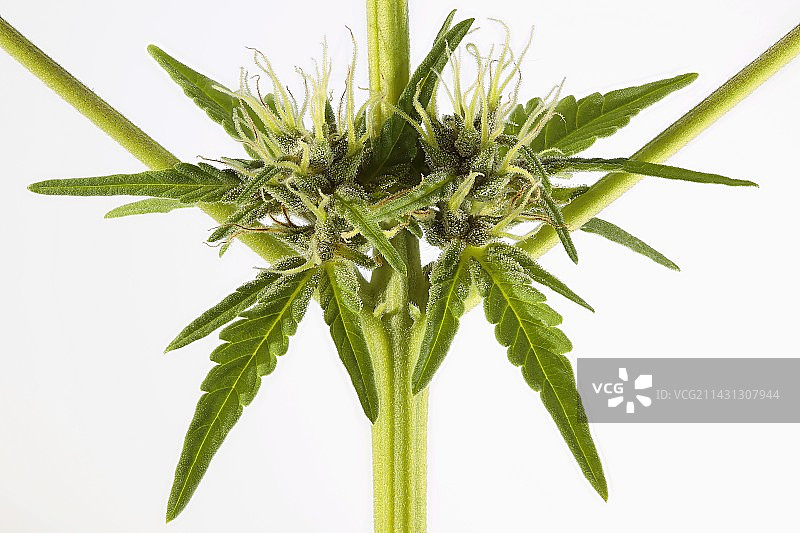 雌性大麻植物图片素材