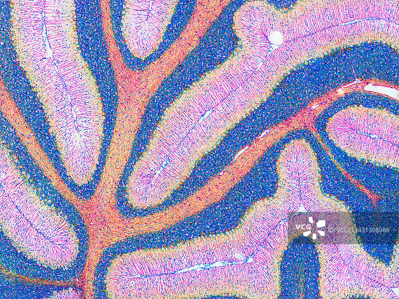 小脑结构显微照片图片素材