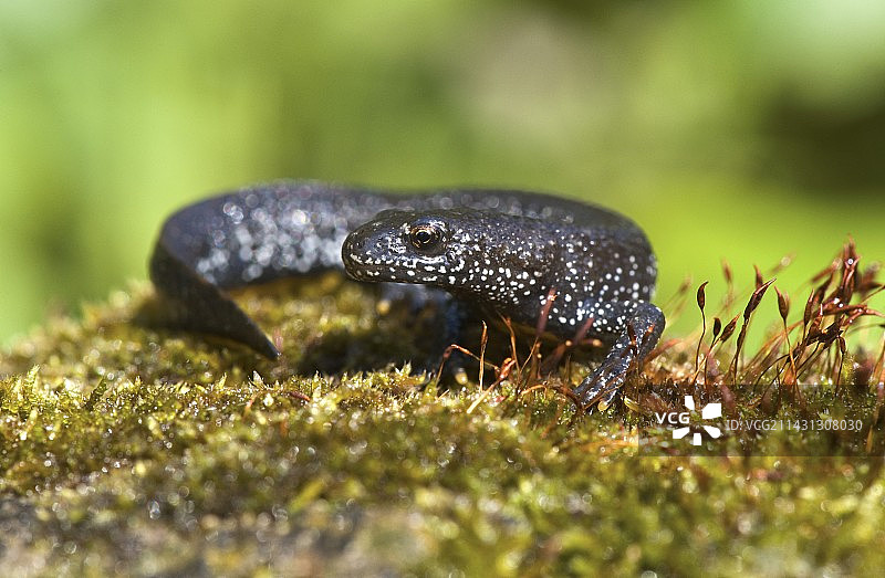 冠 crested newt图片素材