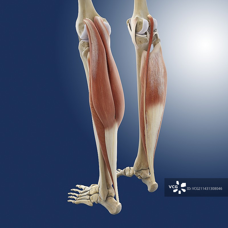 小腿肌肉艺术作品图片素材