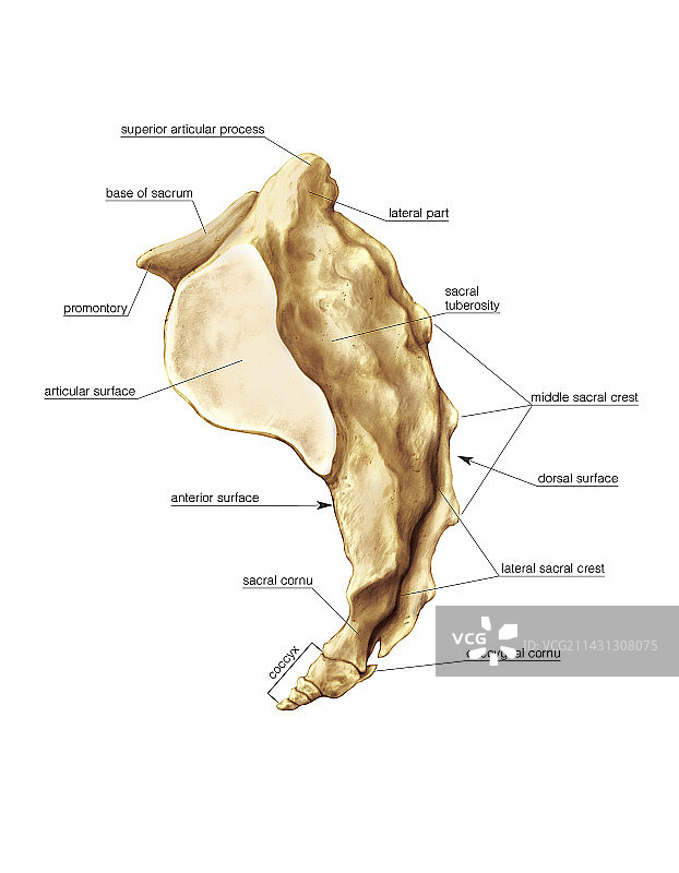 骶骨艺术图图片素材