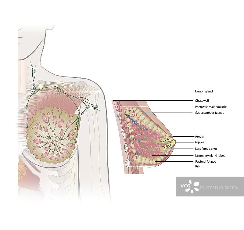女性乳房解剖结构图图片素材