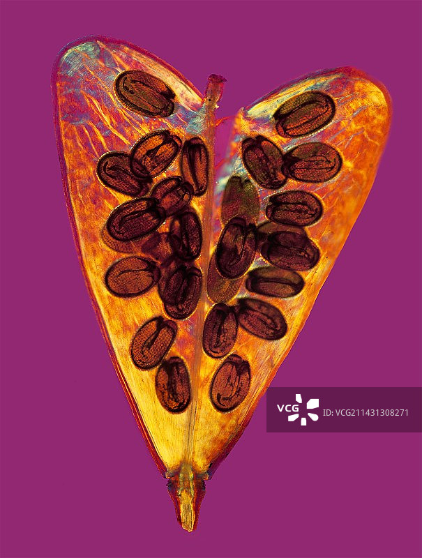 荠菜荚果图片素材