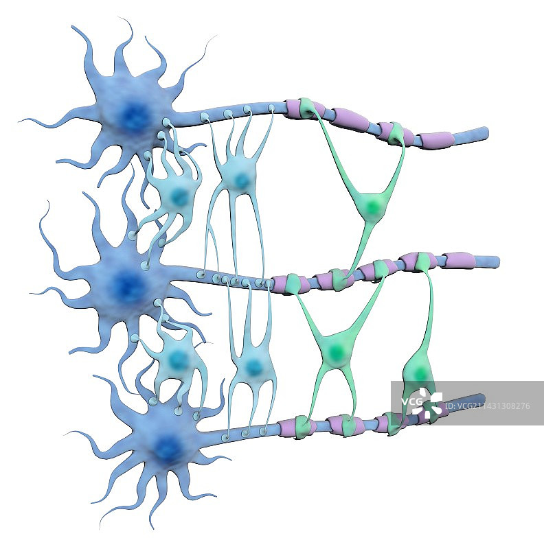 脑神经元和神经胶质细胞插图图片素材
