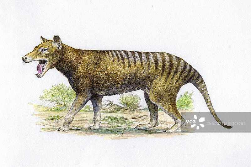 袋狼插画图片素材