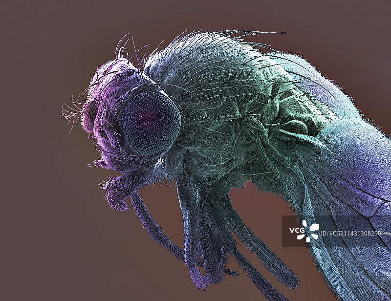 果蝇扫描电镜图图片素材