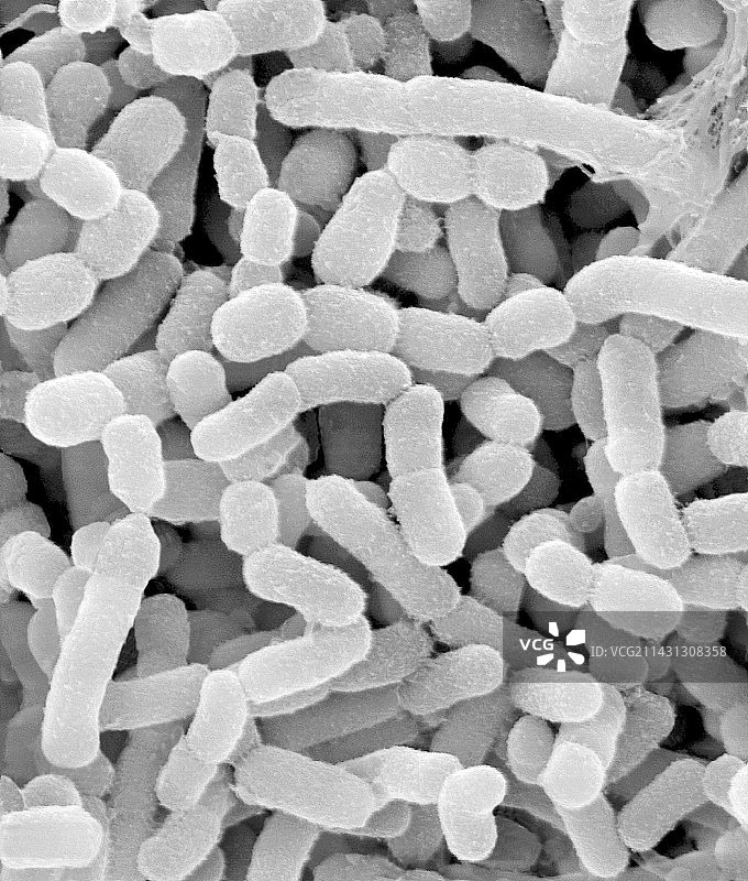 牛瘤胃细菌，SEM图像图片素材