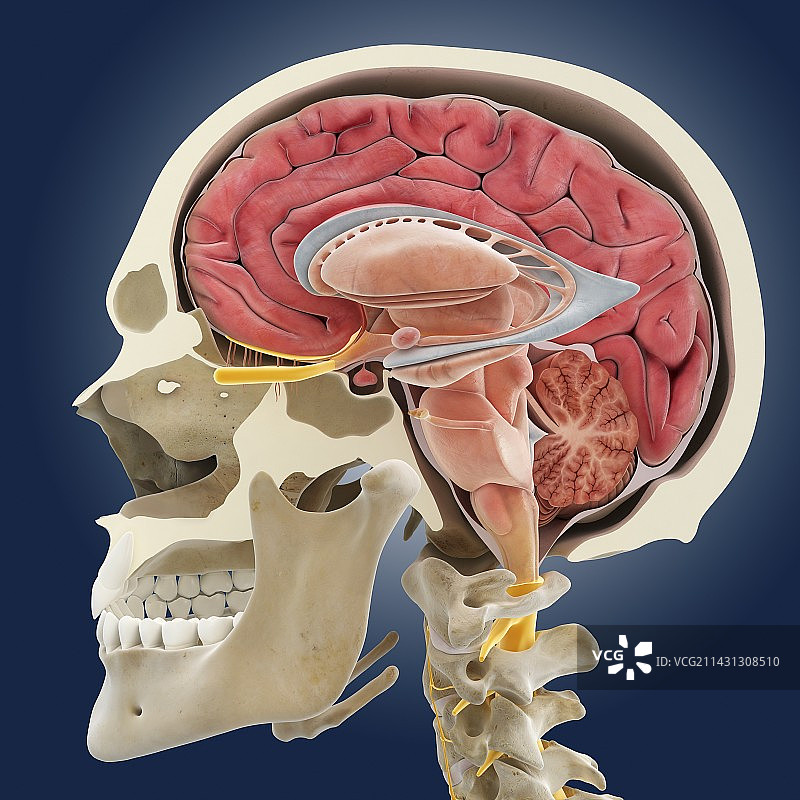 大脑解剖结构艺术作品图片素材