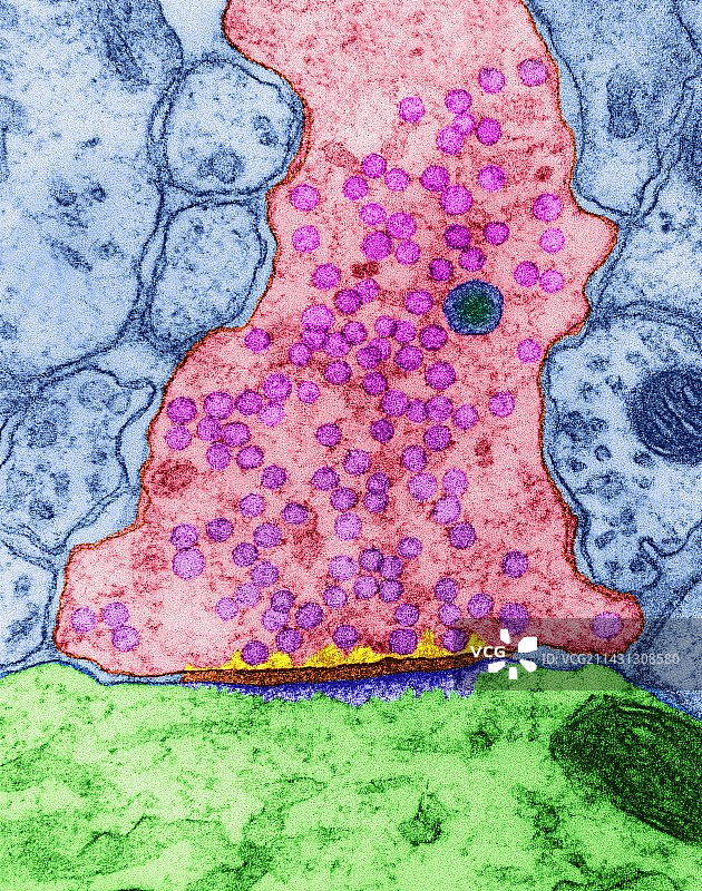 中枢神经系统兴奋性突触，TEM图片素材