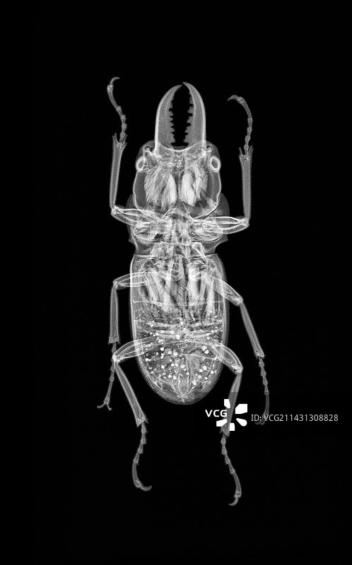 甲虫X光片图片素材