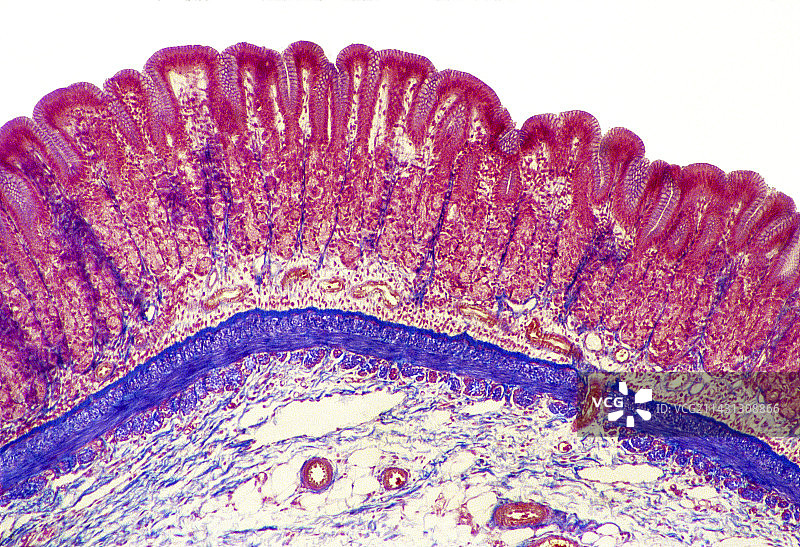 胃壁衬里显微照片图片素材