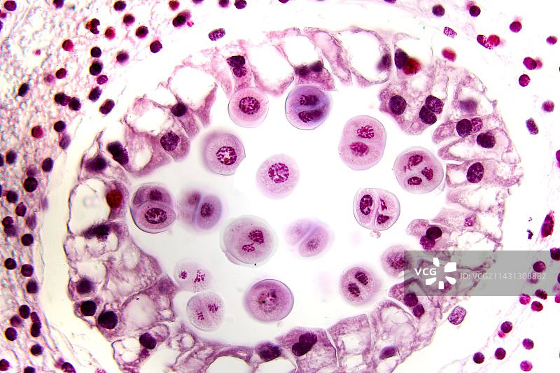 百合花蕾的显微照片图片素材