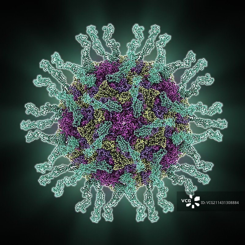 人脊髓灰质炎病毒分子模型图片素材